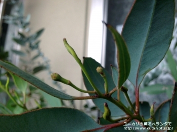 フォレスティアナ (Eucalyptus forrestiana)
