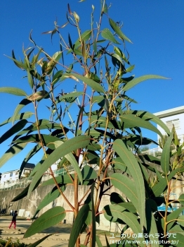 グロブルス・ビコスタータ (Eucalyptus globulus ssp. bicostata)