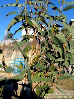 グロブルス・ビコスタータ (Eucalyptus globulus ssp. bicostata)
