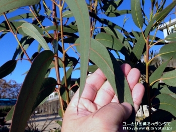 グロブルス・ビコスタータ (Eucalyptus globulus ssp. bicostata)