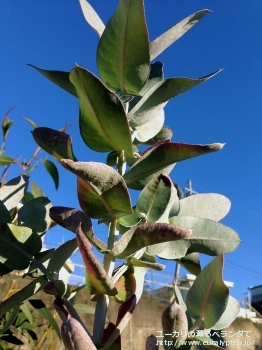 グロブルス・ビコスタータ (Eucalyptus globulus ssp. bicostata)