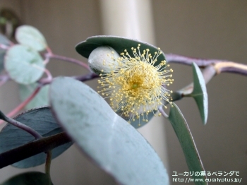 オービフォリア (Eucalyptus orbifolia)