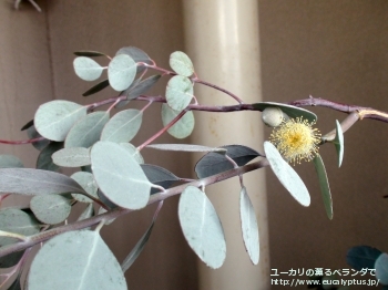 オービフォリア (Eucalyptus orbifolia)