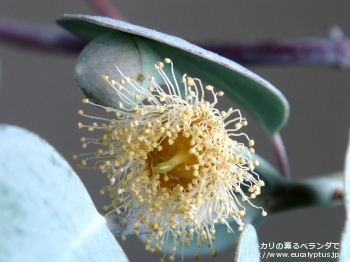 オービフォリア (Eucalyptus orbifolia)