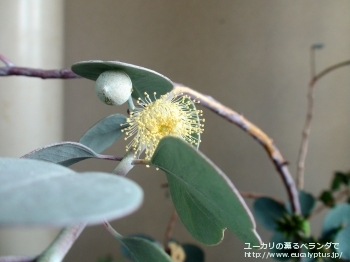 オービフォリア (Eucalyptus orbifolia)