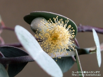 オービフォリア (Eucalyptus orbifolia)