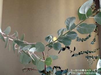 オービフォリア (Eucalyptus orbifolia)