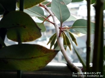 ピンピニアナ (Eucalyptus pimpiniana)