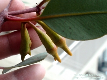 ピンピニアナ (Eucalyptus pimpiniana)