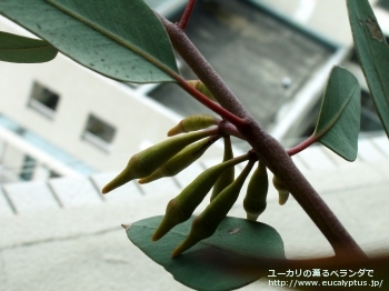 ピンピニアナ (Eucalyptus pimpiniana)