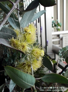 ウッドワーディ (Eucalyptus woodwardii)