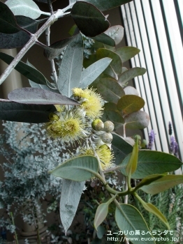 ウッドワーディ (Eucalyptus woodwardii)