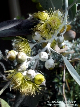 ウッドワーディ (Eucalyptus woodwardii)