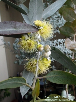 ウッドワーディ (Eucalyptus woodwardii)