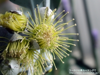 ウッドワーディ (Eucalyptus woodwardii)