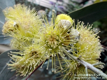 ウッドワーディ (Eucalyptus woodwardii)