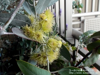 ウッドワーディ (Eucalyptus woodwardii)