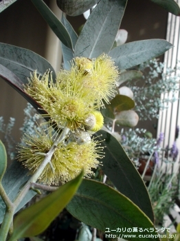 ウッドワーディ (Eucalyptus woodwardii)