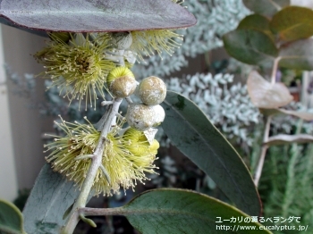 ウッドワーディ (Eucalyptus woodwardii)