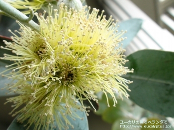 ウッドワーディ (Eucalyptus woodwardii)