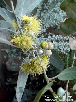 ウッドワーディ (Eucalyptus woodwardii)