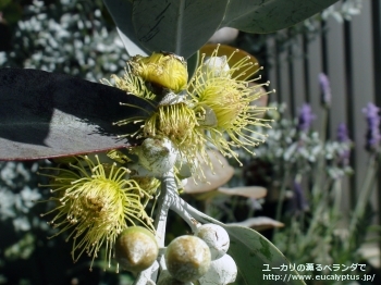 ウッドワーディ (Eucalyptus woodwardii)