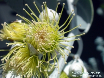 ウッドワーディ (Eucalyptus woodwardii)