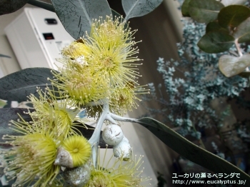 ウッドワーディ (Eucalyptus woodwardii)