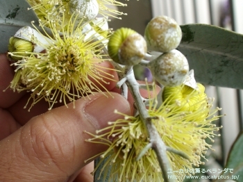 ウッドワーディ (Eucalyptus woodwardii)