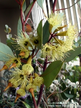 ピンピニアナ (Eucalyptus pimpiniana)