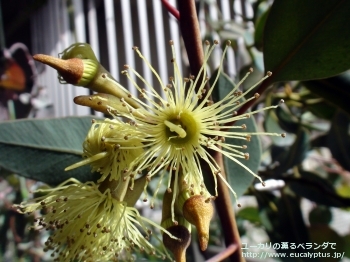 ピンピニアナ (Eucalyptus pimpiniana)