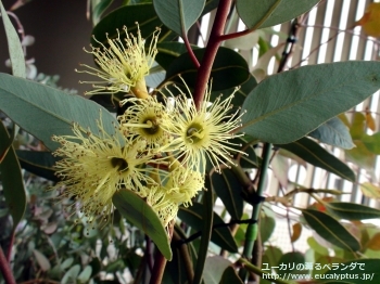 ピンピニアナ (Eucalyptus pimpiniana)