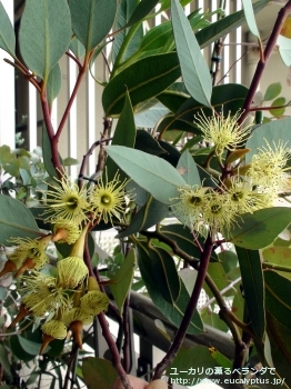 ピンピニアナ (Eucalyptus pimpiniana)