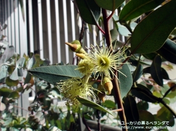 ピンピニアナ (Eucalyptus pimpiniana)