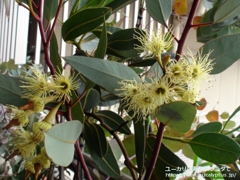 ピンピニアナ (Eucalyptus pimpiniana)