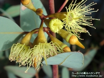 ピンピニアナ (Eucalyptus pimpiniana)