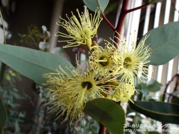 ピンピニアナ (Eucalyptus pimpiniana)