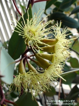 ピンピニアナ (Eucalyptus pimpiniana)