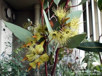 ピンピニアナ (Eucalyptus pimpiniana)