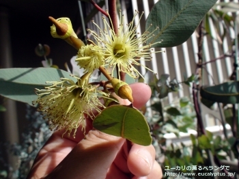 ピンピニアナ (Eucalyptus pimpiniana)