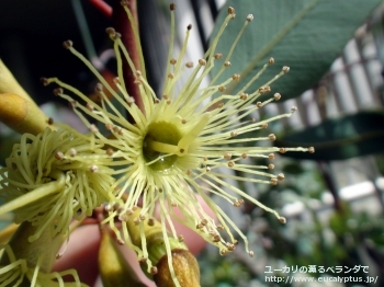 ピンピニアナ (Eucalyptus pimpiniana)