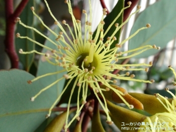 ピンピニアナ (Eucalyptus pimpiniana)