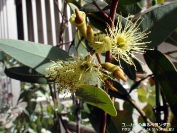 ピンピニアナ (Eucalyptus pimpiniana)