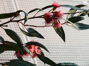 トルクァータ (Eucalyptus torquata)