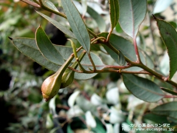 フォレスティアナ (Eucalyptus forrestiana)