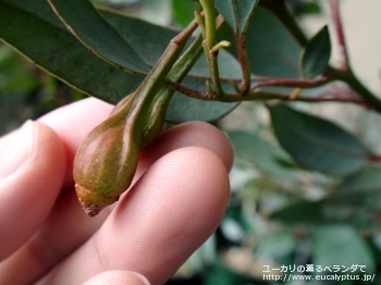 フォレスティアナ (Eucalyptus forrestiana)