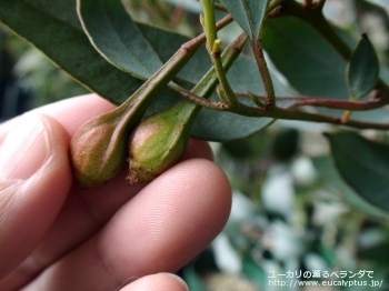 フォレスティアナ (Eucalyptus forrestiana)