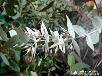 ギリー (Eucalyptus gillii)