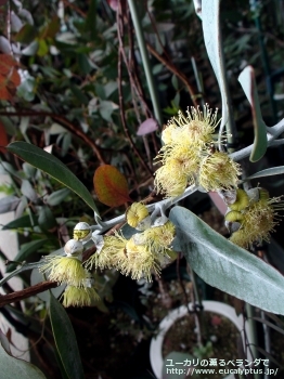 ウッドワーディ (Eucalyptus woodwardii)