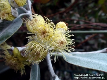 ウッドワーディ (Eucalyptus woodwardii)